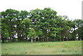 TQ2072 : Woodland in Richmond Park by N Chadwick