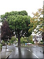 Oak on Broad Oaks Way