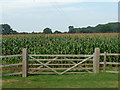 Field of maize