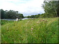 Looking to the island in Strathclyde Loch