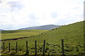 Cattle by Cadgers Ford