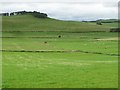 Farmland along the Biggar Water