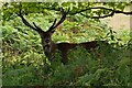 NM4925 : Red Deer (Cervus elaphus) by Ian Capper