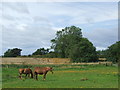 NZ3246 : Horses near West Rainton by Malc McDonald