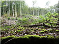 Clearing in Upper Reynolds Wood