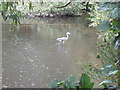 Heron in the Wandle