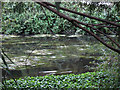 Weeds in the Wandle