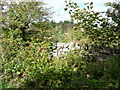 View over the dry stone wall into scrub