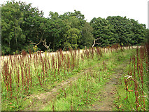TF6824 : Track through Short Tree Plantation by Evelyn Simak
