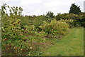 Hillfield Orchard