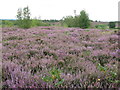 Heather on Trotton Common