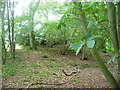 Tumulus in Little Wood Copse