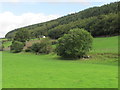 View from Greenpark Road to Ballymoney Wood