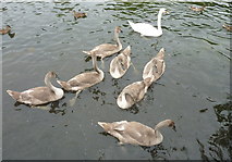 SE7170 : Mute swan cob with his seven cygnets, Castle Howard by pam fray