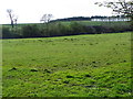 NU2415 : Pasture near Longhoughton by Maigheach-gheal