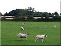 Sheep pastures, Newton le Willows