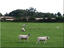 SE2289 : Sheep pastures, Newton le Willows by Gordon Hatton