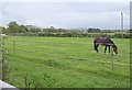 Pasture by Castle Lane