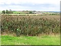 Bean field