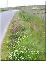 Roadside Verge in Borve