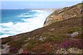 Heather on the cliffs