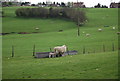 Ewe and lamb, Brook Farm