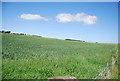 Wheat field by Sea Lane