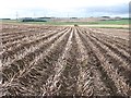 NT6641 : Potato field by Richard Webb