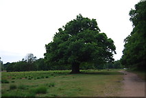 TQ1972 : Oak Tree, Richmond Park by N Chadwick