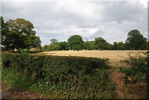 SJ8044 : Keele Pasture by Glyn Baker