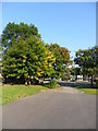 Autumn trees, Ravensknowle Park.