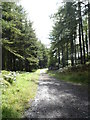 Forest track in Laurieston Forest