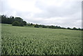 Large wheat field near Birling