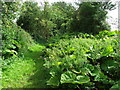 Overgrown Footpath