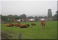 Cattle grazing - off Knott Lane