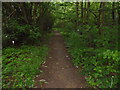 Footpath, Penny Spring Wood.