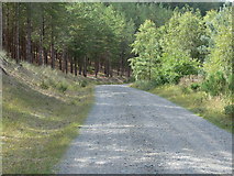 SH4065 : Track through Newborough Forest by Mat Fascione