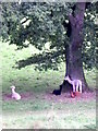 Alpaca, Fonthill Park