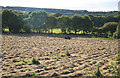 Hay ready to bale