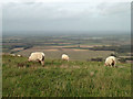 TQ5004 : Sheep on the South Downs by Robin Webster