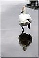 TQ8353 : Whooper Swan (Cygnus cygnus) by Christine Matthews