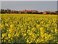 Over the Crop to Cropwell