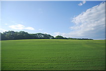 TQ1428 : Shelley's Wood across an arable field by N Chadwick