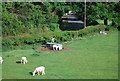 TQ1226 : Lambs near Barns Green by N Chadwick