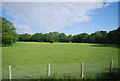 TQ1126 : Horses in a field near Grassy Copse by N Chadwick