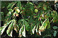 Horse chestnut leaves