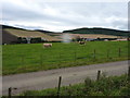 Field of cattle beside the A96