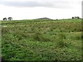 Damp grassland