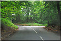 Road junction under the trees