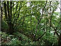 Woodland above Eltringham Scar